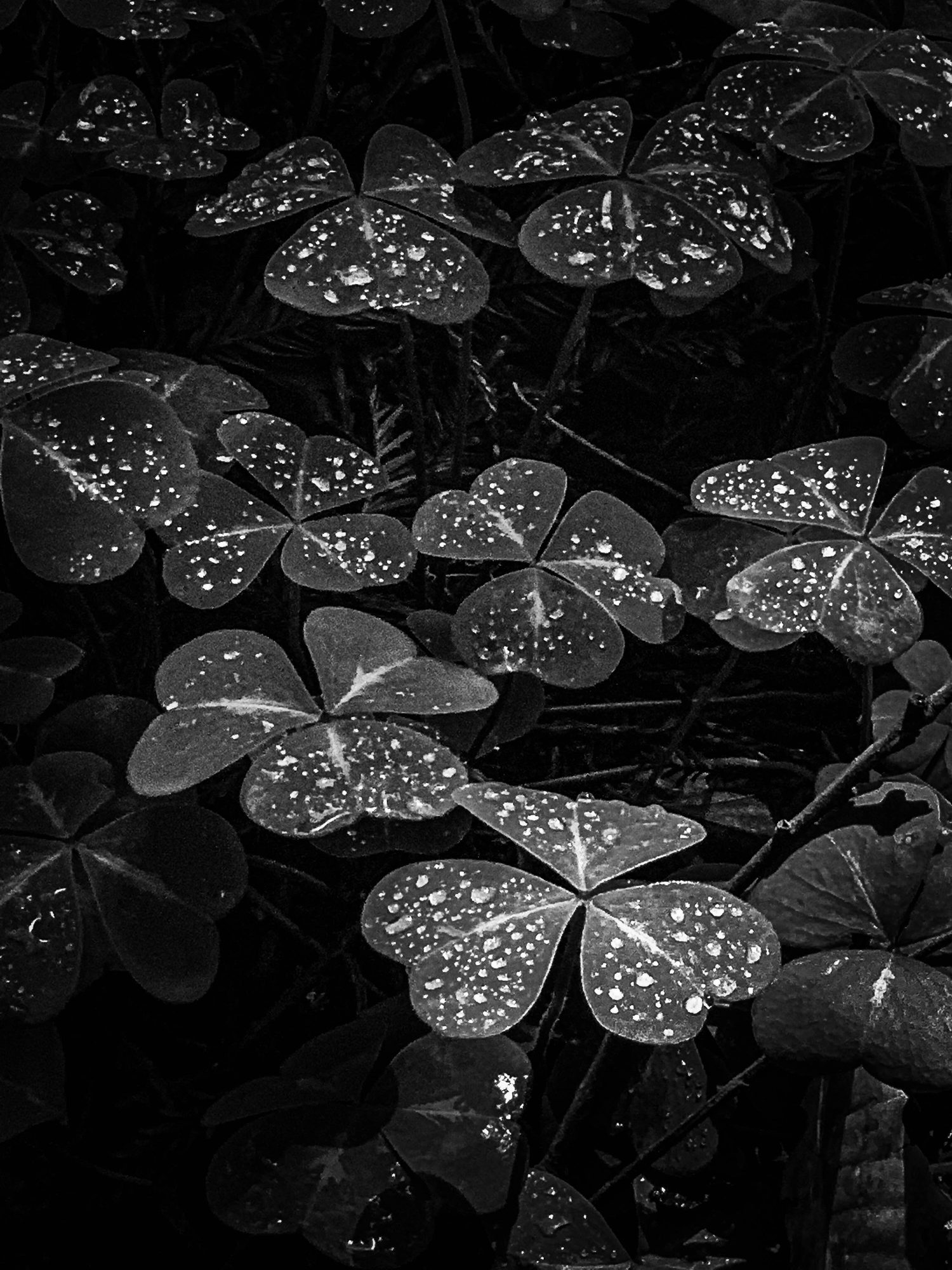 Morning dew on clover leaves