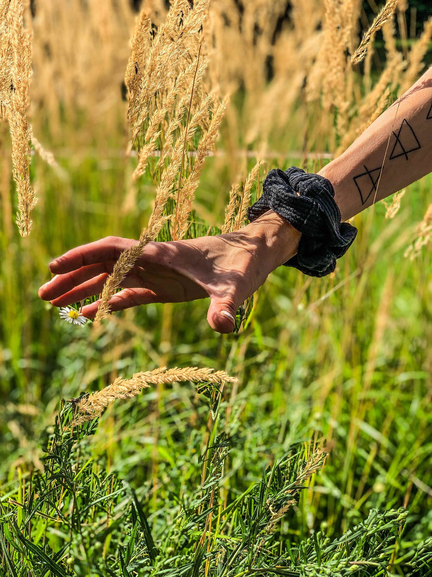 A hand brushing through wheat grass