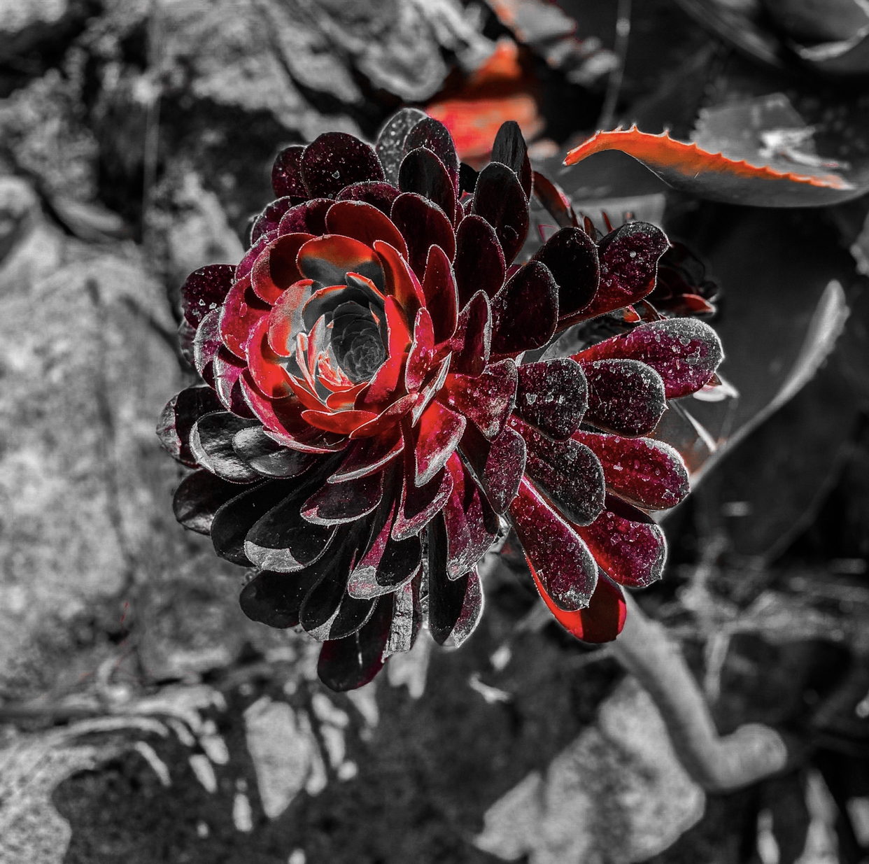 A red succulent in selective colour