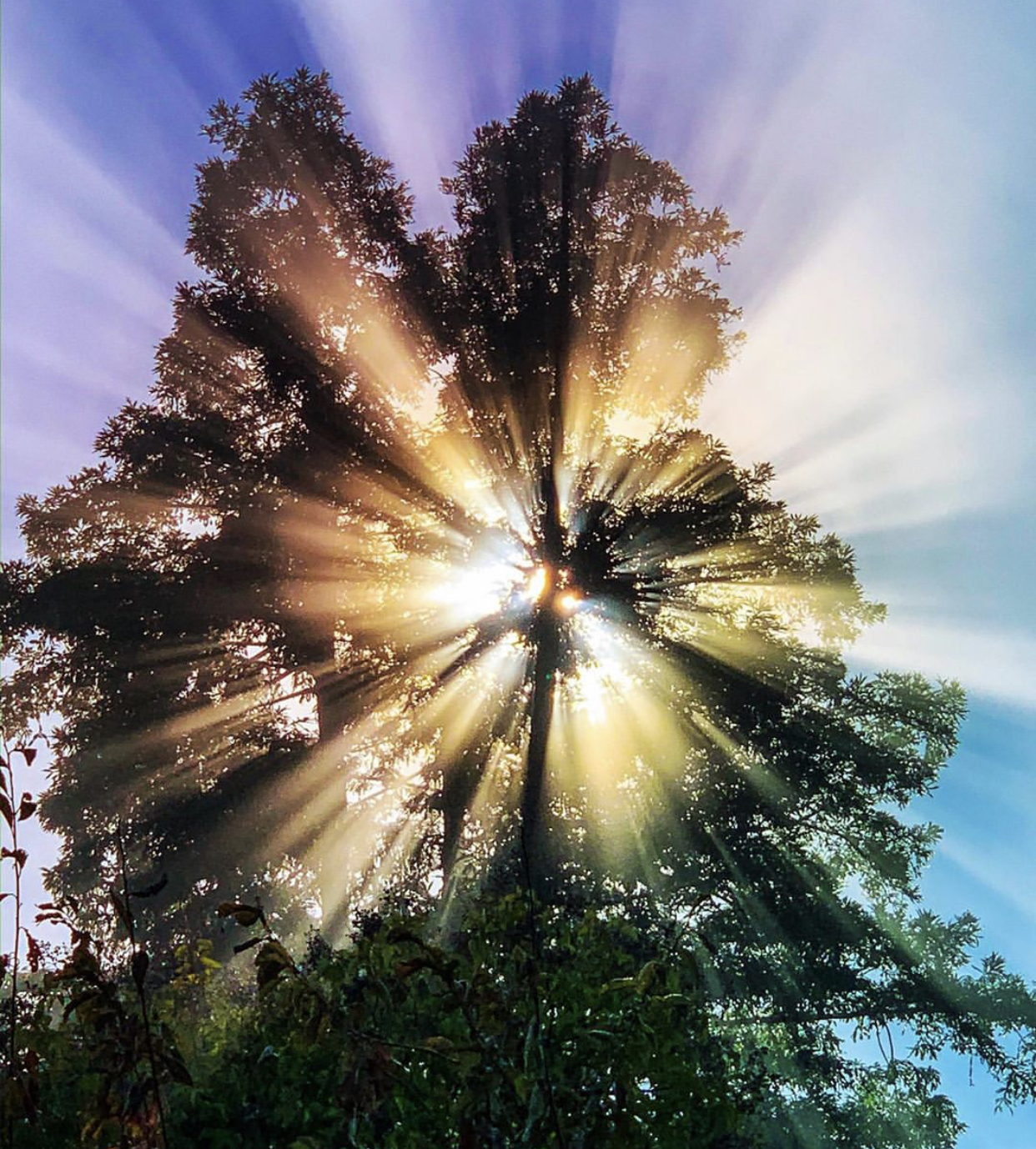 Sun rays bursting through a tree canopy